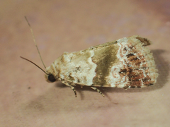 Maliattha signifera