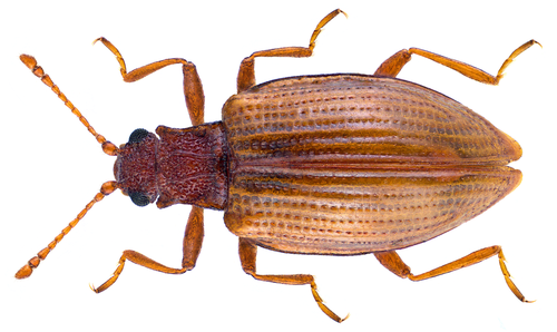 Lardaceous minute scavenger beetle