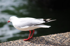 Chroicocephalus novaehollandiae