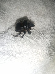 Dichotomius carolinus