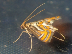 Eristena