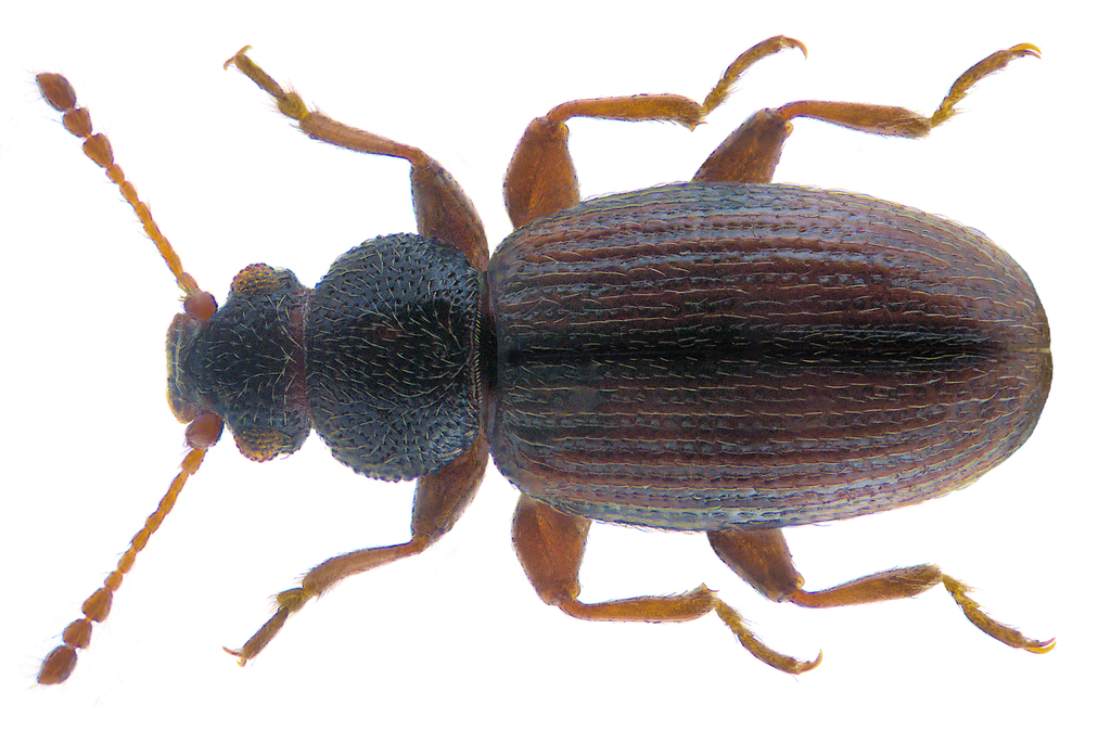 Corticaria impressa