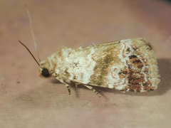 Maliattha signifera