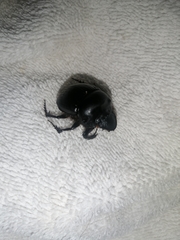 Dichotomius carolinus