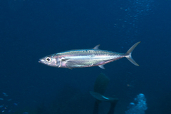 Double-Lined Mackerel photo 4
