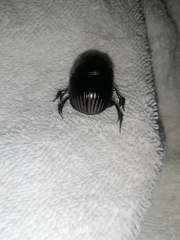 Dichotomius carolinus