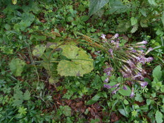 Adenostyles australis