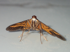 Tatobotys
