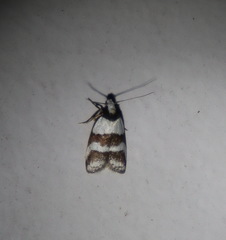 Eulechria triferella