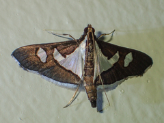 Glyphodes bicolor