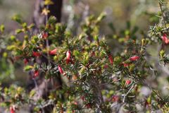 Stenanthera conostephioides
