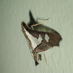 Glyphodes bicolor