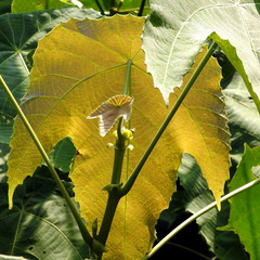 Macaranga triloba