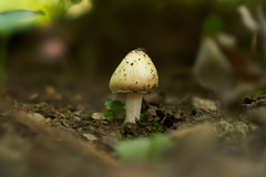 Agrocybe rivulosa