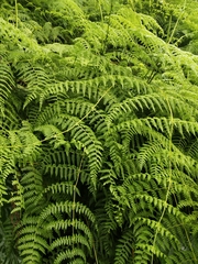 Dennstaedtia scandens