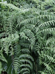 Dennstaedtia scandens