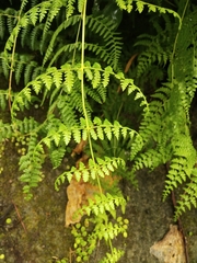Dennstaedtia scandens