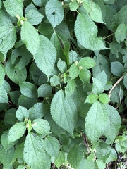 Boehmeria pilosiuscula
