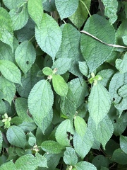 Boehmeria pilosiuscula