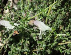 Prostanthera chlorantha