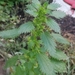 Dwarf Nettle - Photo (c) Yulia Fedorova, some rights reserved (CC BY-NC)