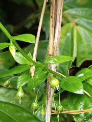 Lysimachia capillipes