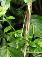 Lysimachia capillipes