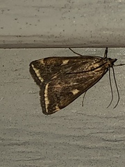 Loxostege munroealis