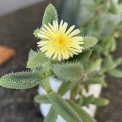 Delosperma echinatum