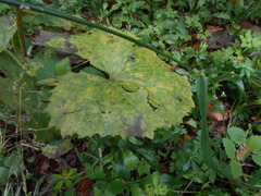 Adenostyles australis