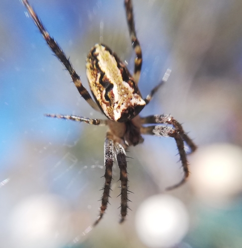 Western Bush Orbweaver
