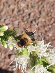 Volucella pellucens