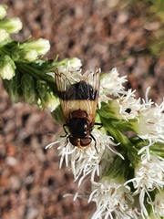 Volucella pellucens