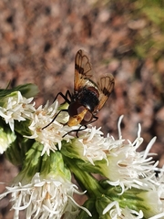 Volucella pellucens