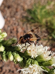 Volucella pellucens