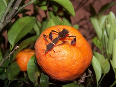 Leptoglossus concolor