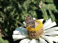 Carcharodus alceae