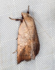 Tortricopsis semijunctella