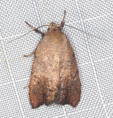 Tortricopsis semijunctella