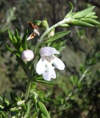 Prostanthera behriana