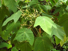Macaranga triloba