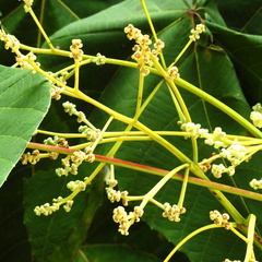 Macaranga triloba
