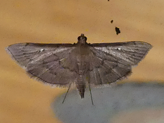 Geshna cannalis