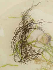 Chordaria flagelliformis