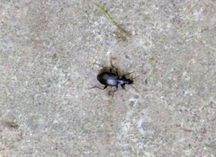 Limodromus