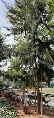 Casuarina equisetifolia