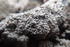 Coccotrema maritimum