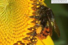 Bombus pyrosoma