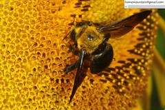 Xylocopa appendiculata