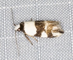 Zonopetala decisana
